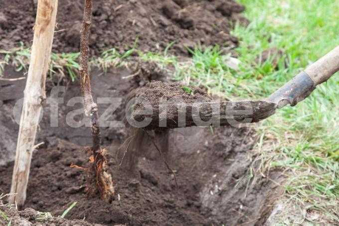 Por mudas morrem: erros básicos jardineiros