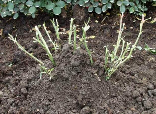 corte cultura no inverno, em compostagem polvilhar topo ou húmus. Antes do abrigo, rosa precisa necessariamente spud