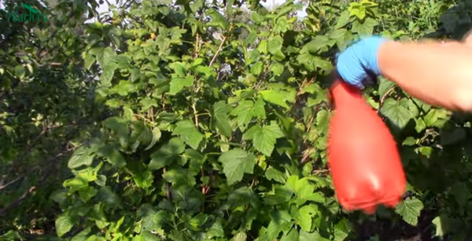 Cuidado obrigatório para groselha preta após a frutificação: 5 passos importantes para uma rica colheita