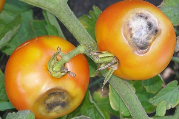 Manchas marrom-marrom nas folhas de tomate: o que é e como combater