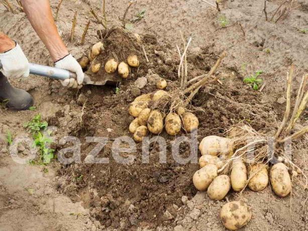 Um excelente colheita de batatas pelo método Balabanov