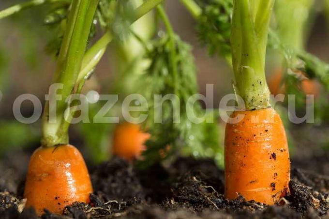 Crescer cenouras. Ilustração para um artigo é usado para uma licença padrão © ofazende.ru