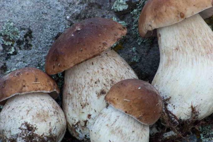 cogumelos brancos de colheita (Foto usada sob a licença padrão © ofazende.ru)