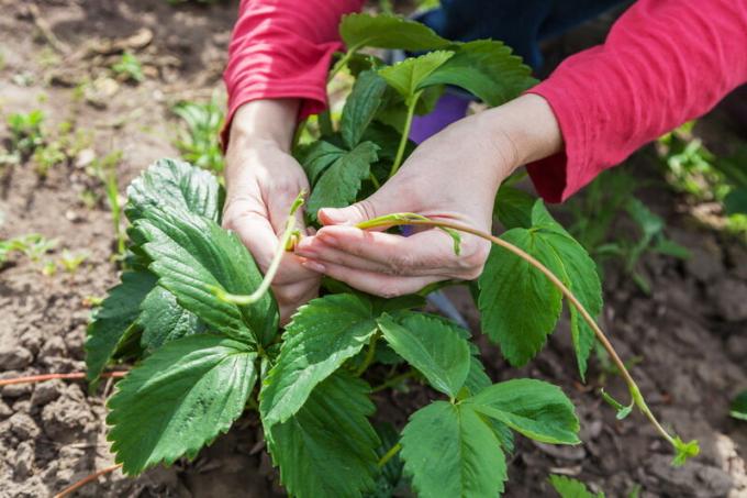 9 segredos para o crescimento de um grande morango