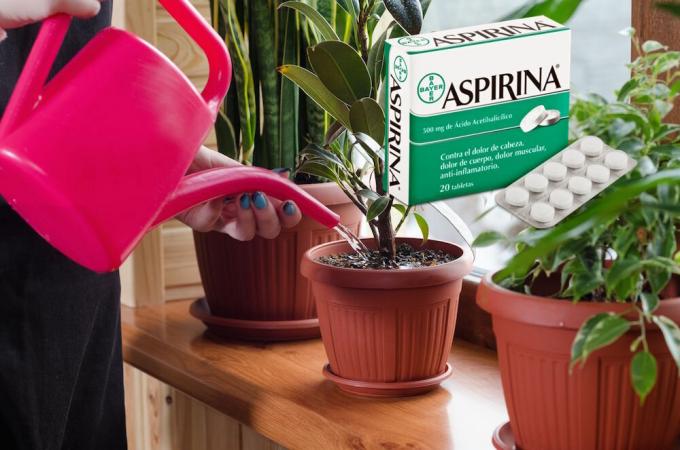 Aspirina - um verdadeiro achado para flores no inverno. O que é e como aplicar
