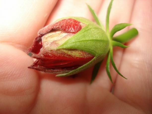 3 regras básicas que devem ser seguidas para tornar a sua Hibiscus (China subiu) floresceu desde a Primavera até final do Outono
