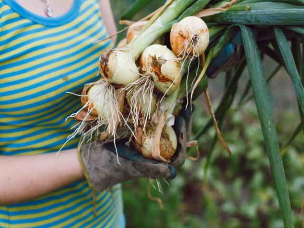 Cebola e alho: Tudo que você precisa saber para jardineiros