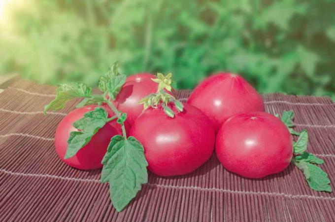 tomates-de-rosa do vintage. Ilustração para um artigo é usado para uma licença padrão © ofazende.ru