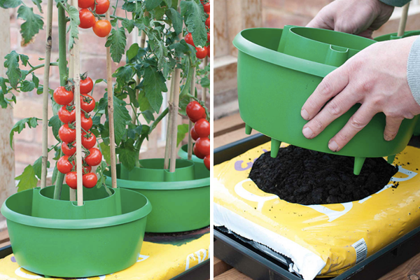 Ver: https://www.harrodhorticultural.com/cache/product/615/615/tomato-plant-halos-3-2019117171.jpg