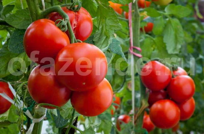 Crescer tomates. Ilustração para um artigo é usado para uma licença padrão © ofazende.ru