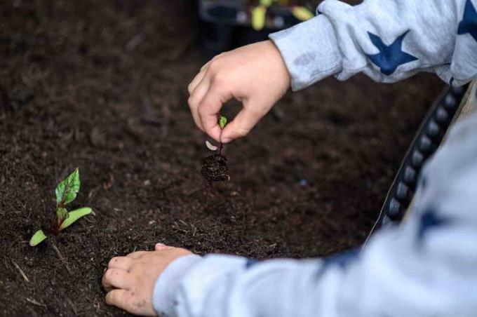 Dicas valiosas para beterrabas crescentes