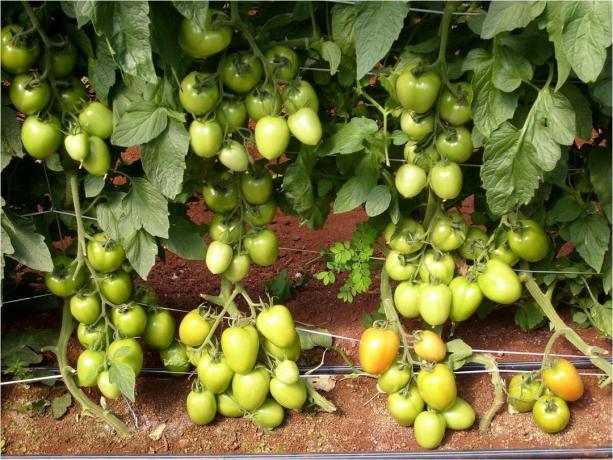 5 melhores variedades produzir de início subdimensionada (!) Tomates para o terreno aberto (em 2020)