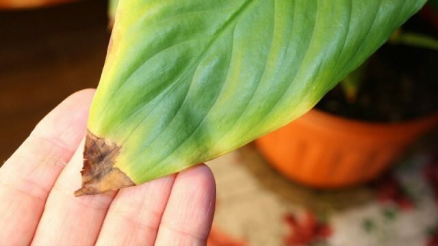 Tropical bonito Spathiphyllum responde à secura e calor de um dos primeiros