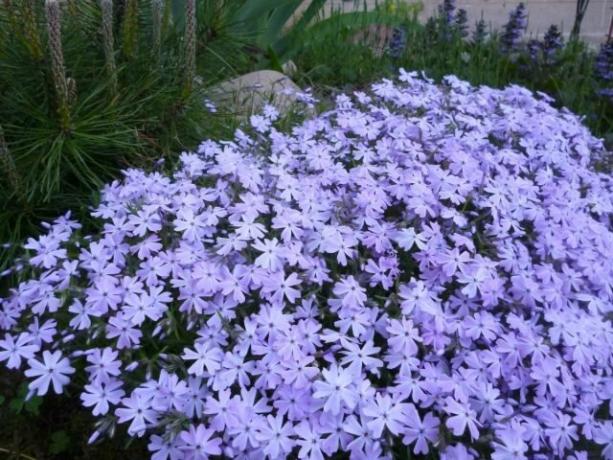 Tapete perfumado: Cinco das melhores plantas perenes, cobertura do solo dos canteiros de flores e jardins