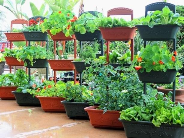 Como cultivar vegetais em recipientes
