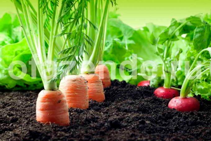 Crescer cenouras e rabanetes. Ilustração para um artigo é usado para uma licença padrão © ofazende.ru