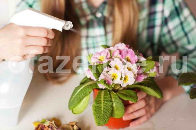 Dicas da avó para plantas internas