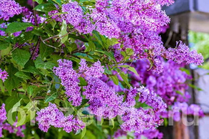 Livrar-se do lilás overgrown raiz: como resolver o problema para o bem