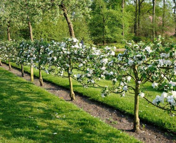 Hedge com bagas frescas e frutas em seu jardim: dicas para jardineiros
