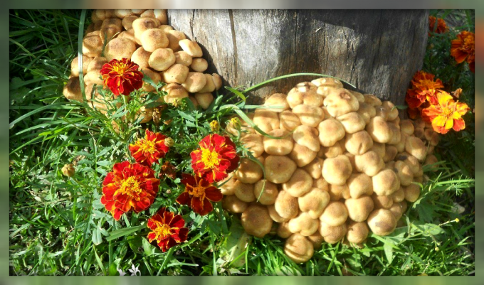 Como crescer cogumelos em seu quintal e fácil de produzir colheitas abundantes