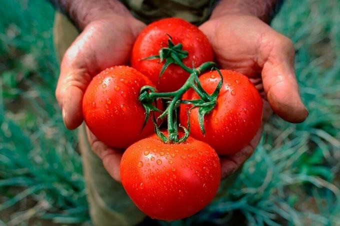 A receita da velha avó para o tomate de vestir, o que dá uma rica colheita