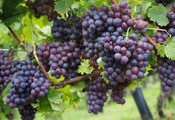 Como plantar e cuidar das vinhas para obter uma boa colheita