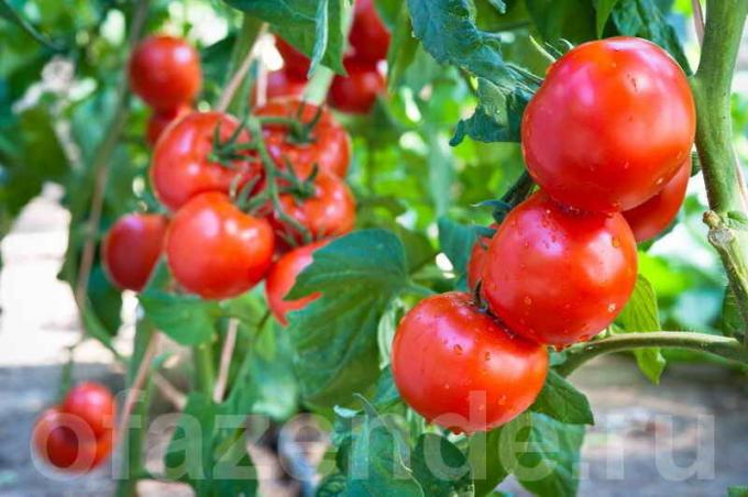 Como e quando para pulverizar os tomates para preservar e aumentar a colheita