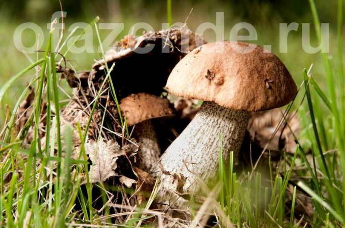 Cogumelos que crescem no site. Ilustração para um artigo é usado para uma licença padrão © ofazende.ru