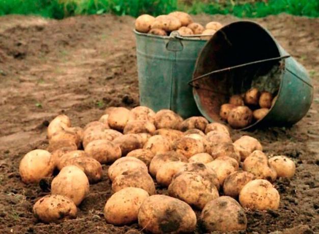 Como para aumentar o rendimento de batatas