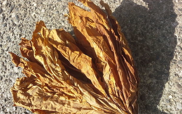 folhas de tabaco secas são facilmente quebrados e se desintegrou em suas mãos