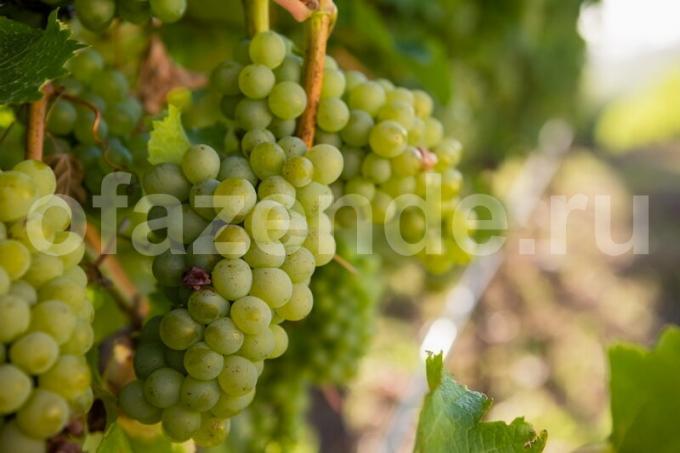 Cultivo de uvas. Ilustração para um artigo é usado para uma licença padrão © ofazende.ru