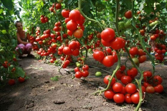 Como crescer tomates (tomates)