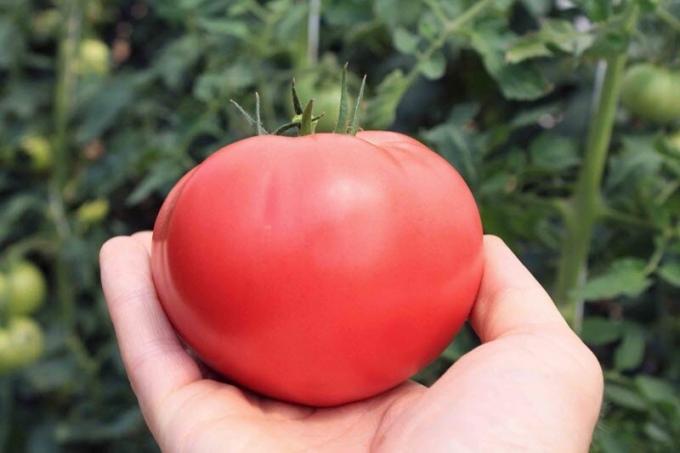 Como aumentar o teor de açúcar dos tomates, se eles são "azedar". receita fácil