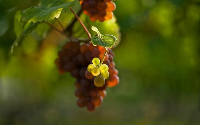 Quais são os 3 principais regras que você precisa seguir quando plantar uvas na primavera, para continuar a receber grandes culturas