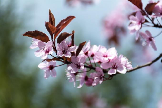 Floração jovem ameixa. Ilustração para um artigo é usado para uma licença padrão © ofazende.ru