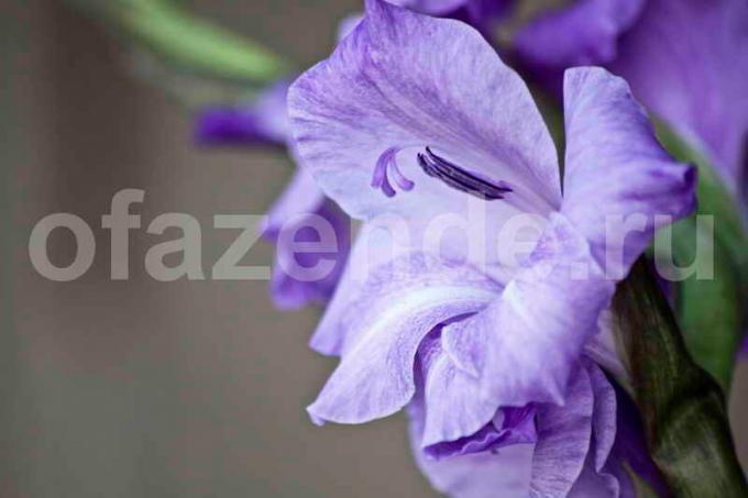 Crescer Gladiolus. Ilustração para um artigo é usado para uma licença padrão © ofazende.ru