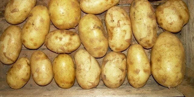 batatas grau "Bronnitsky"