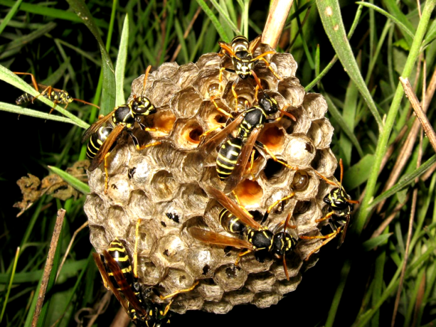 Como você pode facilmente e com segurança se livrar de ninhos de vespas forma humana