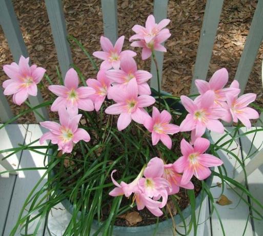 Nós crescemos zephyranthes (iniciantes) em casa