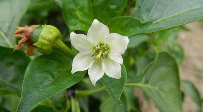 As pimentas alimentar durante a floração, e amarrando