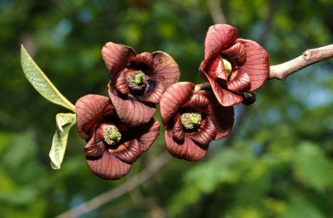 Então, flores Pawpaw