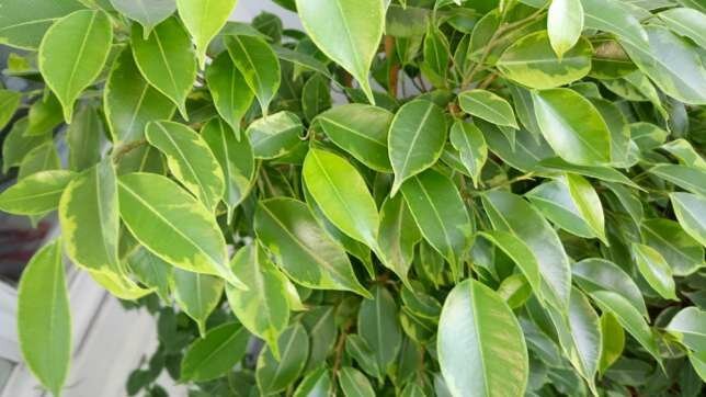 O que ele quer Ficus benjamina? 5 dicas simples para o crescimento saudável