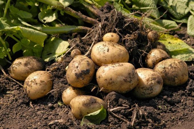 Plantar batatas sem cavar o solo ou o meu método que produz resultados