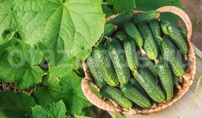 Pepinos delicioso usando ácido cítrico