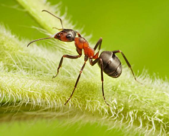Para as formigas do jardim - este é um problema real. Ilustração para um artigo é usado para uma licença padrão © ofazende.ru