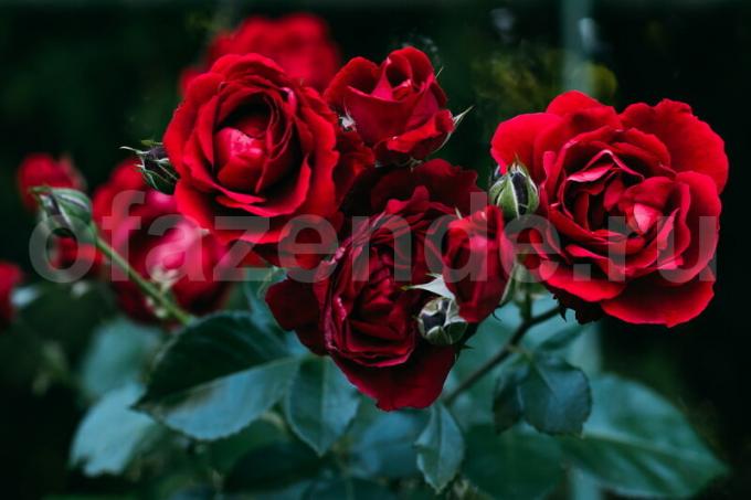 8 segredos de rosas crescentes