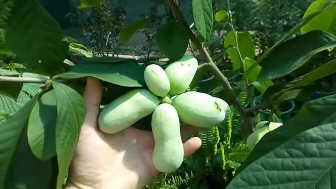 Pawpaw - "Bananeira", uma fruta deliciosa que proteger de câncer. Cultivo e Cuidados