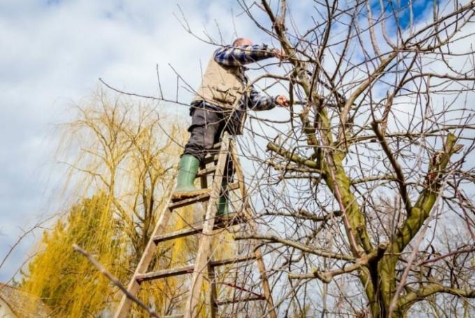 Periodicamente jardineiros cortar grandes ramos de árvores de fruto. Ilustração para um artigo é usado para uma licença padrão © ofazende.ru