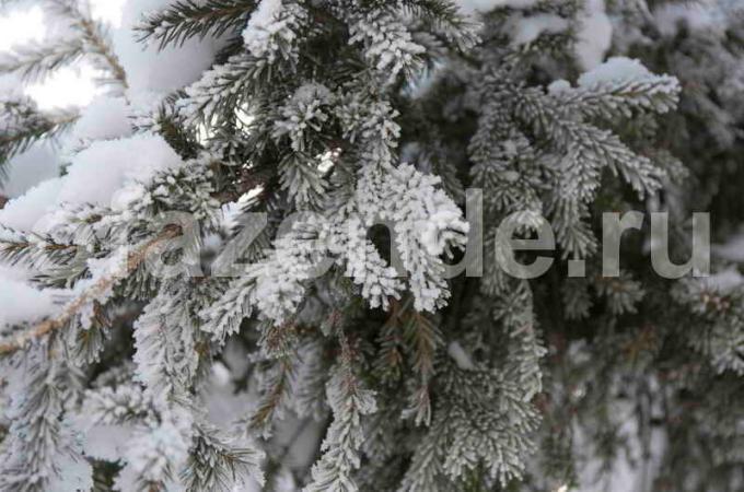 Preparação de árvores coníferas para o inverno. Ilustração para um artigo é usado para uma licença padrão © ofazende.ru