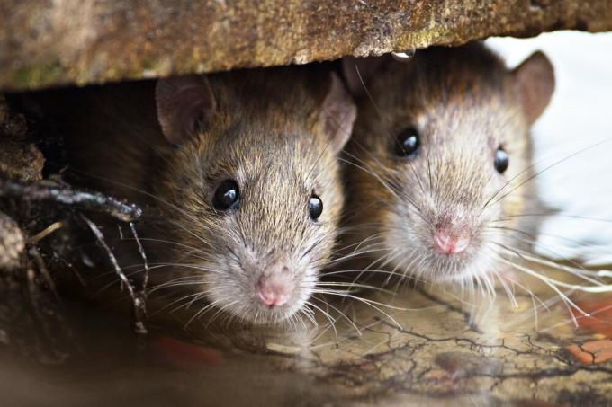O que ratos isolamento não mordem? Os resultados da experiência.